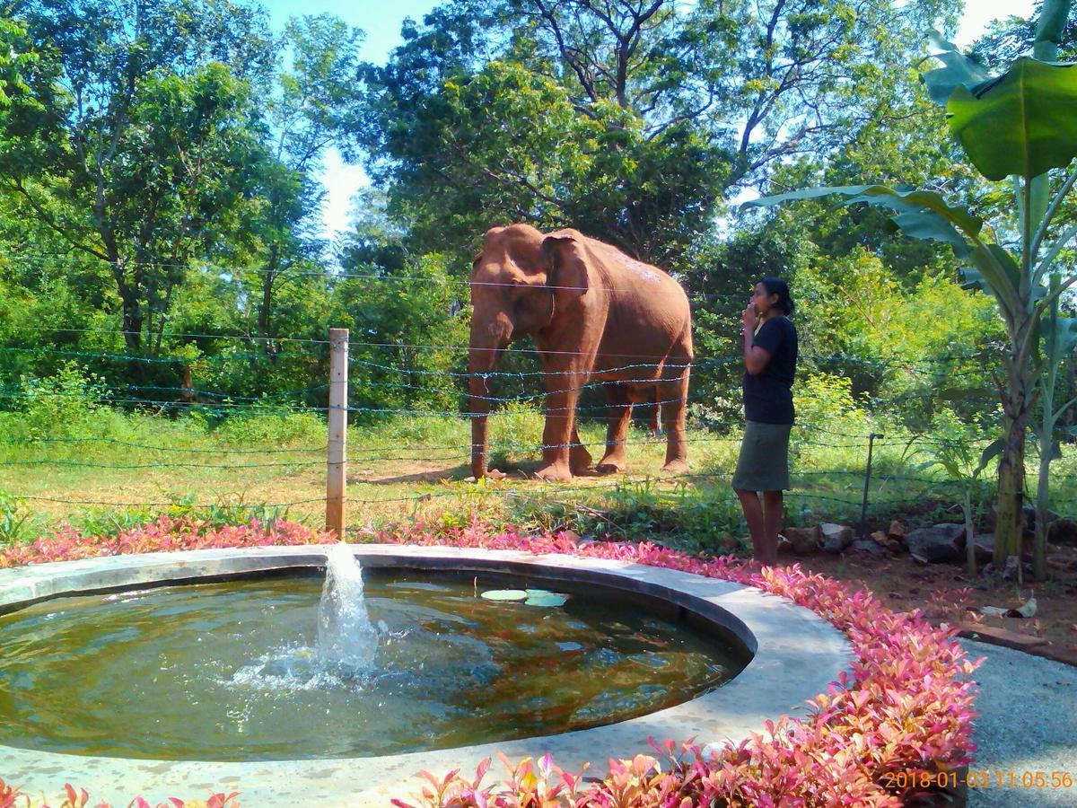 Owls Nest Hotel Udawalawe Kültér fotó