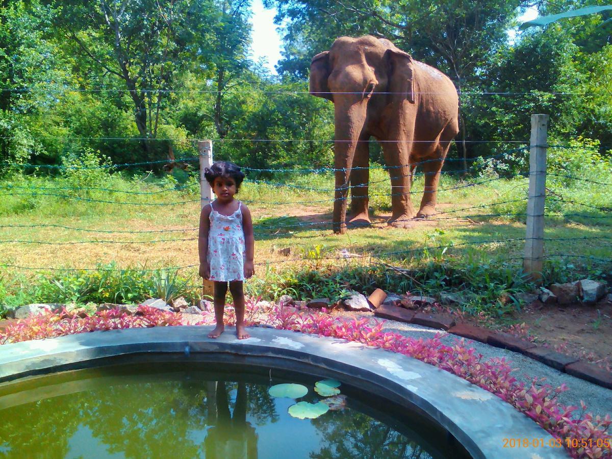 Owls Nest Hotel Udawalawe Kültér fotó